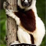 Diario de Viaje Madagascar