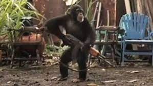 chimpancé armado