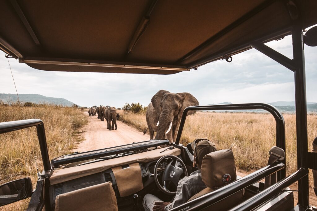 Cuaderno de notas: Safari africano 