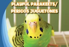 Libro: Playful Parakeets / Pericos juguetones por Katie Kawa