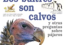 Libro: Me Pregunto Por Qué los Buitres Son Calvos y Otras Preguntas Sobre Pájaros por Amanda O'Neill