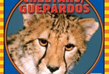 Libro: Cheetahs/ Guepardos: Animales que veo en el zoológico por Kathleen Pohl