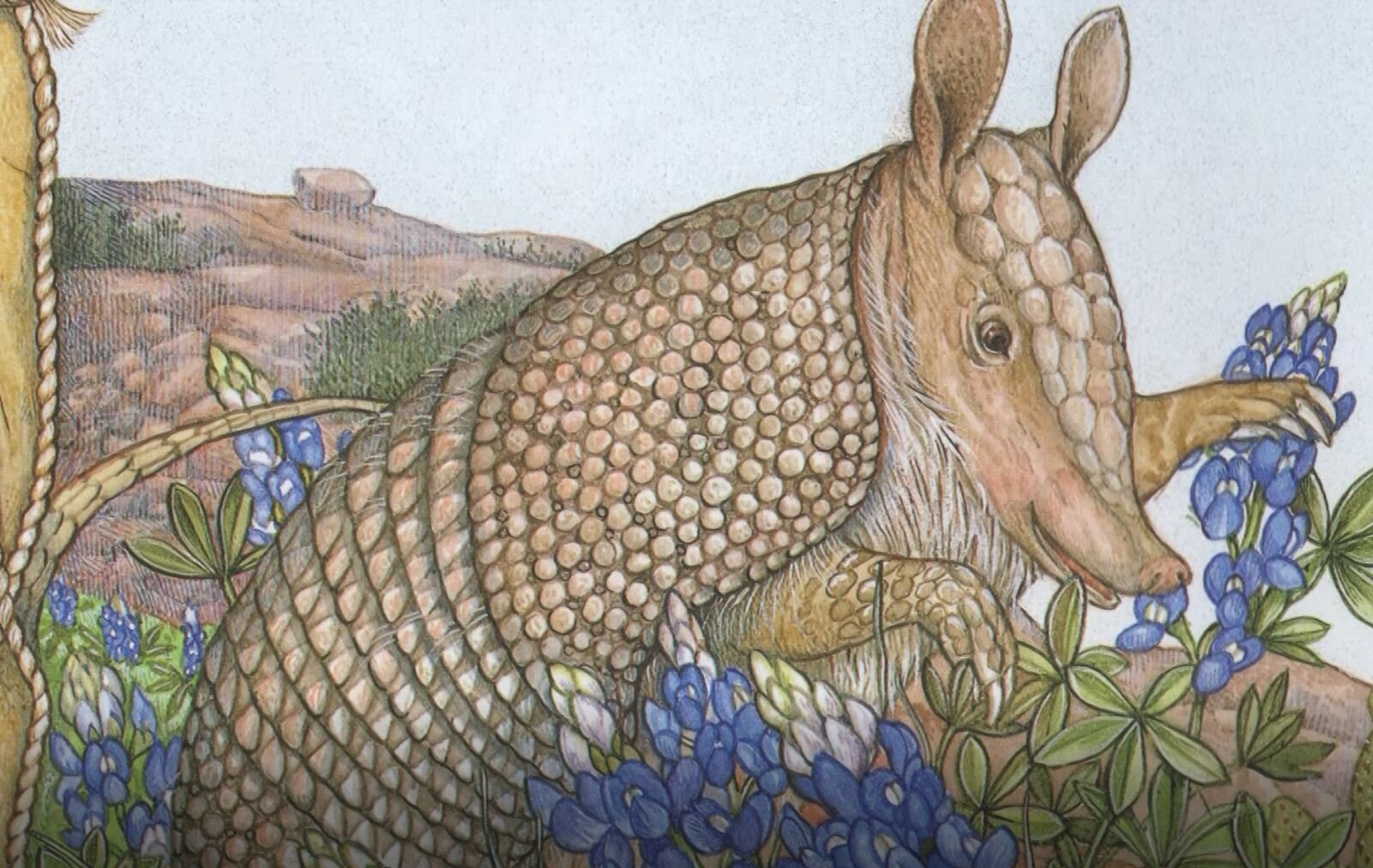 Libro: Armadillo Va Al Rodeo por Jan Brett