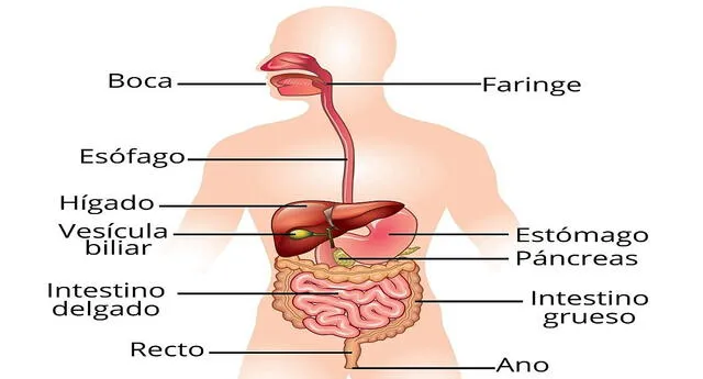 Libro: Lo que comemos y el sistema digestivo por Julie K. Lundgren