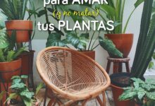 Libro Manual para amar (y no matar) tus plantas (Zenith original) por Diego Olivares