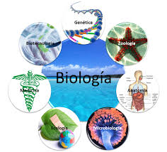 Libro: Biología 1 - Biología Humana y Salud / Polimodal por Viviana Fernández, Graciela Giordano