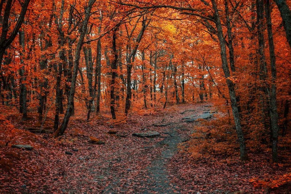 Libro: ¿Qué es un Bosque? El mundo que nos rodea por Monica Hughes