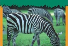 Libro: La Cebra / Zebra Lee y aprende por Patricia Whitehouse