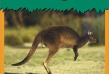 Libro: El Canguro / Kangaroo: Lee y aprende por Patricia Whitehouse
