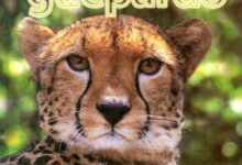 Libro: Gerardo El Guepardo Familias de animales por Jan Latta