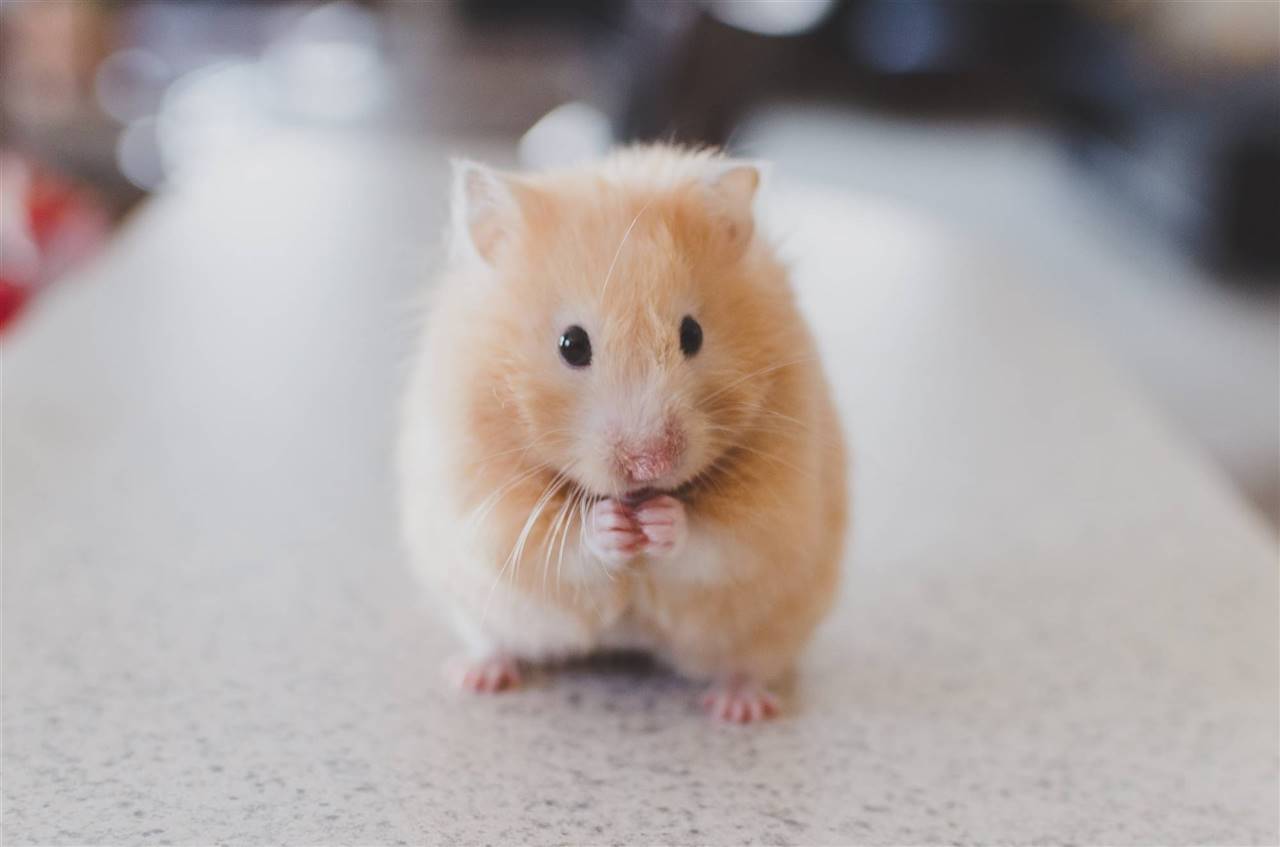 Libro: Los Hamsters: Lee y aprende por Jennifer Blizin Gillis